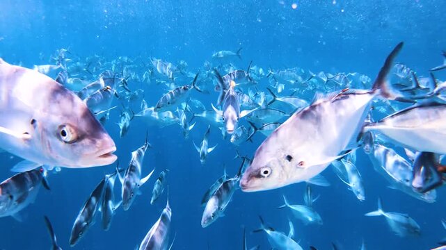 Slow motion video of a large school of silver trevally swimming through crystal clear blue water near Port Lincoln, South Australia