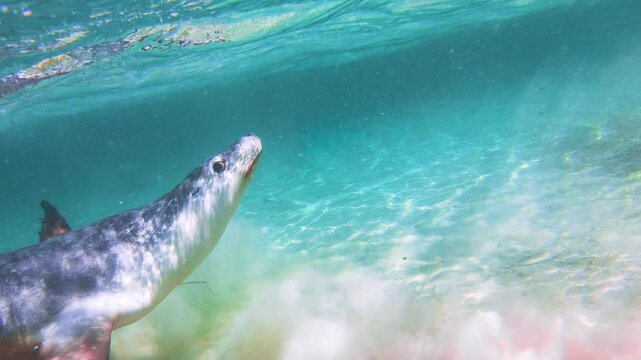 Slow motion video of an Australian sea lion breaching from crystal clear blue water off the Eyre Peninsula, South Australia.