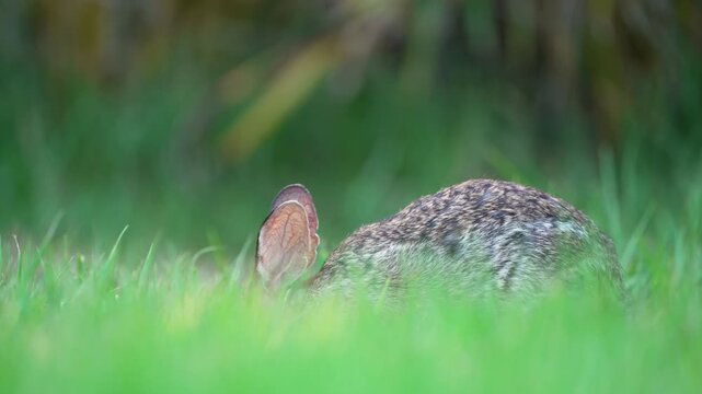 Wild rabbit in nature. Grey small hare eating grass on Florida backyard