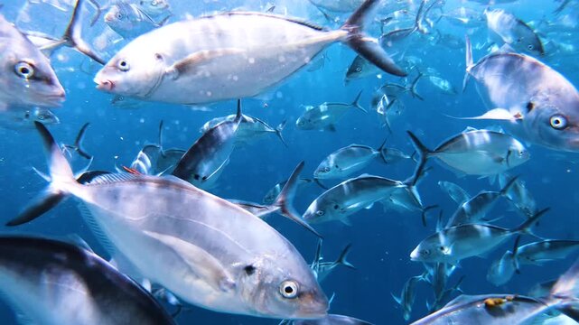 Slow motion video of a large school of silver trevally swimming through crystal clear blue water near Port Lincoln, South Australia