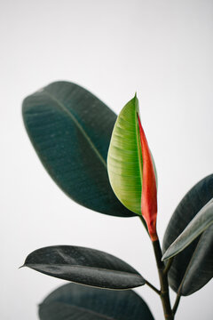 Rubber tree