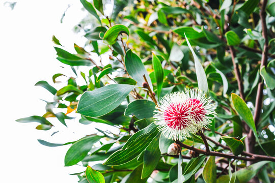 hakea flower in tropical australian backyard garden