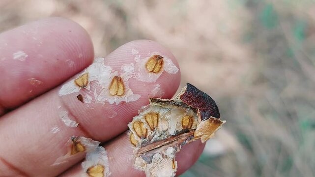Close Up View Of Human Fingers Holding Jacaranda Tree Seeds