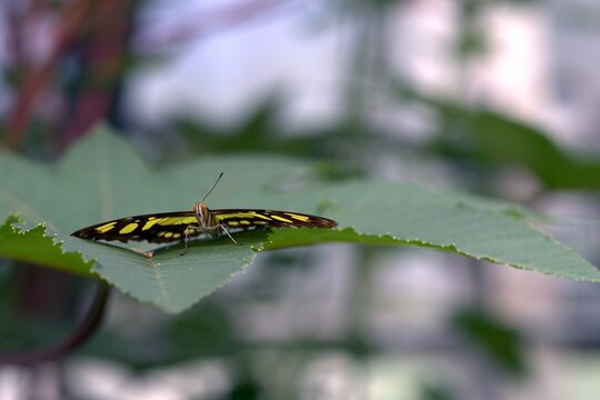 A striking zebra longwing butterfly rests gracefully on a large green leaf in a lush garden conservatory.