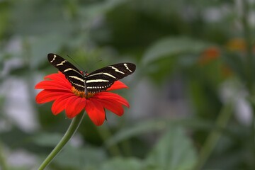 A striking zebra longwing butterfly feeds on a vibrant red Mexican sunflower in a lush garden conservatory. © Mohamed