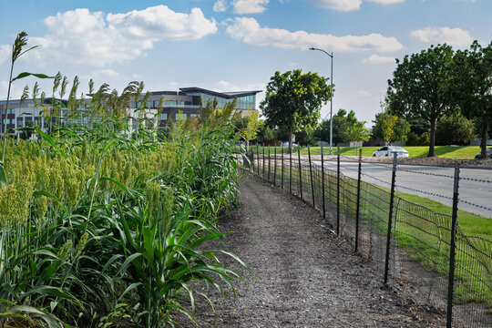 Urban Agriculture Sorghum Field Growing Along Roadside Fence in Plano Texas