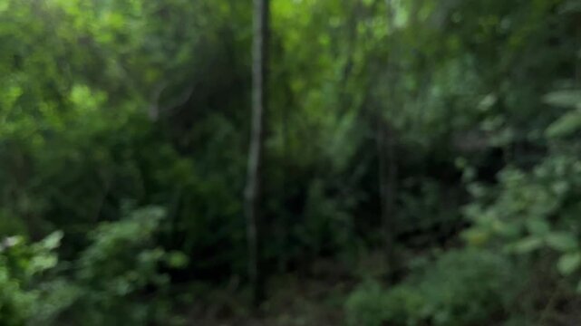 Dark forest background with lush green foliage and blurred trees