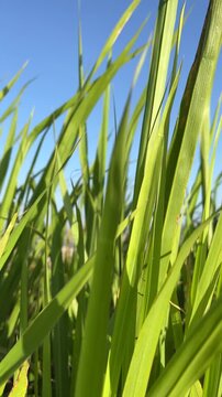 Close up of tall green grass blades against clear blue sky