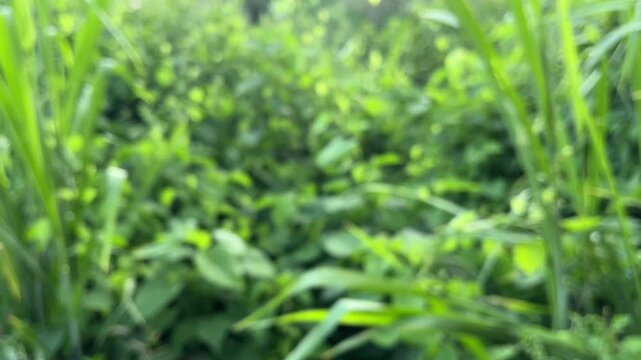 Blurred green nature background with grass and leaves in sunlight