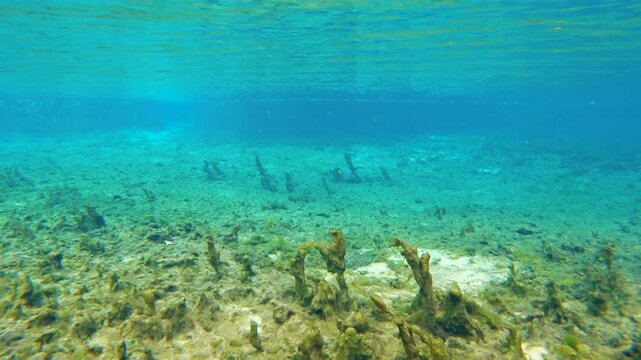 Tropical underwater nature of Florida springs. Underwater exotic world with barren vegetation on bottom. Fresh water wildlife