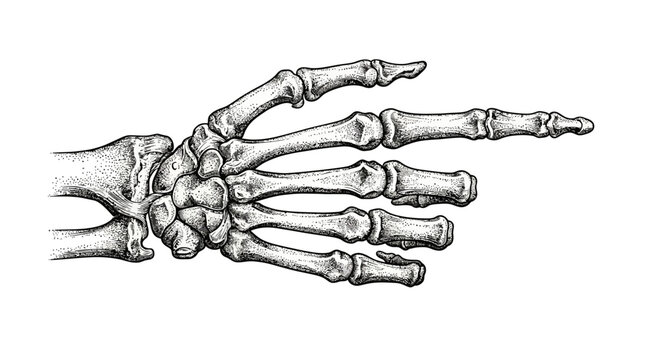 Detailed illustration of a human hand skeleton.