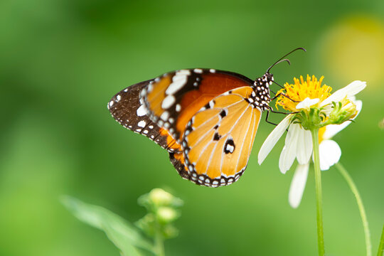 Macro shot of a Plain Tiger butterfly feeding on a white flower. A stunning macro close-up capturing a vibrant Plain Tiger butterfly (Danaus chrysippus) perched gracefully on a fresh white wildflower.