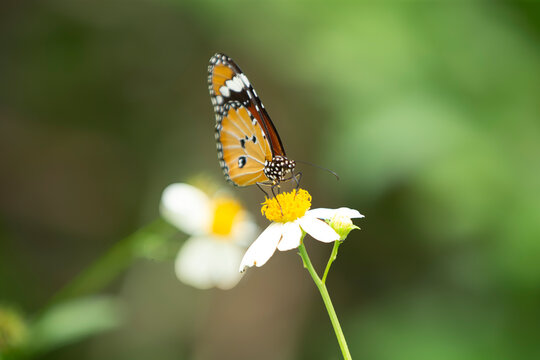 Macro shot of a Plain Tiger butterfly feeding on a white flower. A stunning macro close-up capturing a vibrant Plain Tiger butterfly (Danaus chrysippus) perched gracefully on a fresh white wildflower.