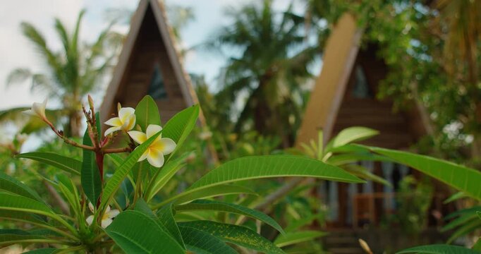 Frangipani flower in front of wooden A frame cabin at resort in Nusa Penida Bali Indonesia