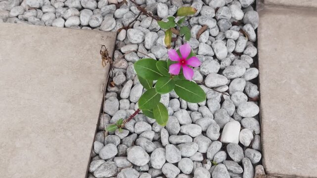 Pink periwinkle flower bravely growing through a bed of white pebbles and small stones, demonstrating resilience and new life emerging in a challenging environment with concrete paving