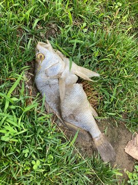 Freshwater Drum on the grass