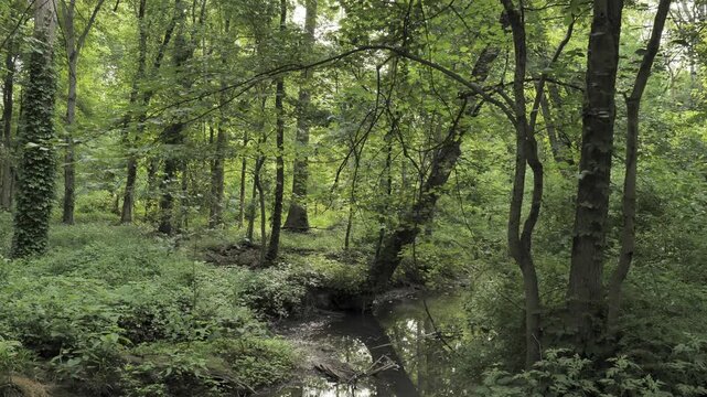 Wooded thickets by the river in a summer park in New Jersey.
