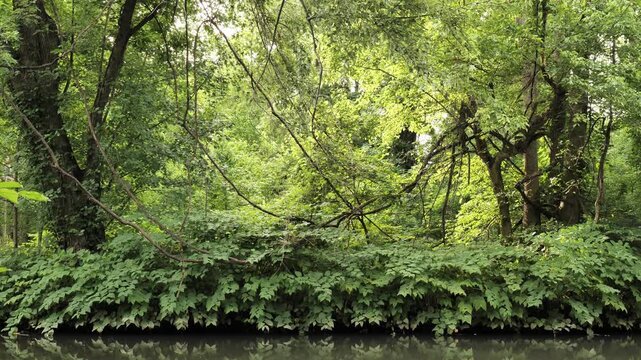 Wooded thickets by the river in a summer park in New Jersey.