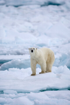 Polar bear on sea ice near Svalbard in the Artic