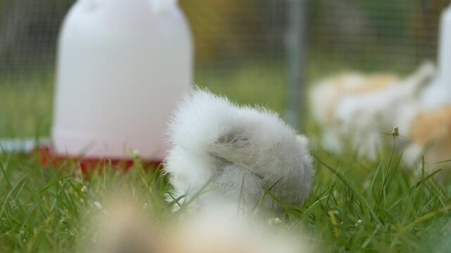 Domestic chicken in small backyard chicken coop. Silkie chicks sustainably raised in free range conditions