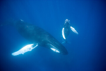 Humpback whale mother and calf in the Caribbean © willtu