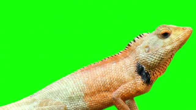 Oriental garden lizard sitting on a green screen background