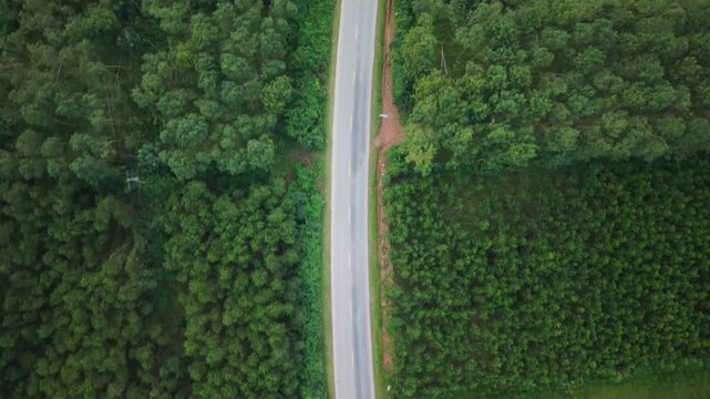 Aerial View Of Empty Highway Splitting Dense Forest And Open Meadow Near Phong Nha Vietnam, Minimal Traffic, Stark Green Contrast, Topdown Drone Shot Conveying Calm And Isolation