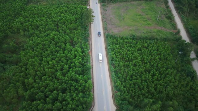 Vegetationlined Road. Pathway Meandering Through Rich Tropical Forest Landscape In Vietnam. Serpentine Road Amid Lush Trees And Vibrant Plantings In Tropical Vietnamese Environment