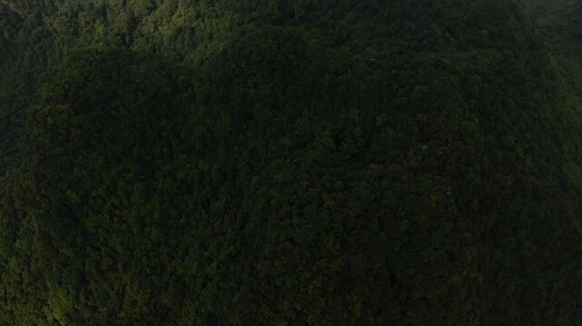 Lush Jungle Canopy. Rich Green Forest Layers. Vibrant Dense Treetop Environment Natural Habitat. Serene Tropical Rainforest Canopy Filled With Vibrant Green Foliage And Biodiversity
