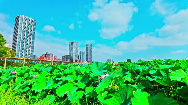 不忍の池の風鈴