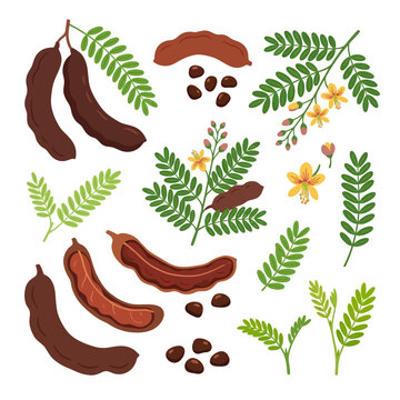 tamarindus indica or tamarind botanical  vector collection