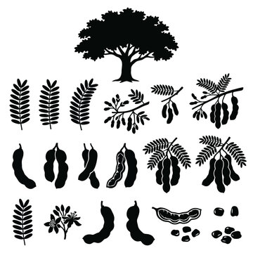 tamarindus indica or tamarind botanical  vector collection