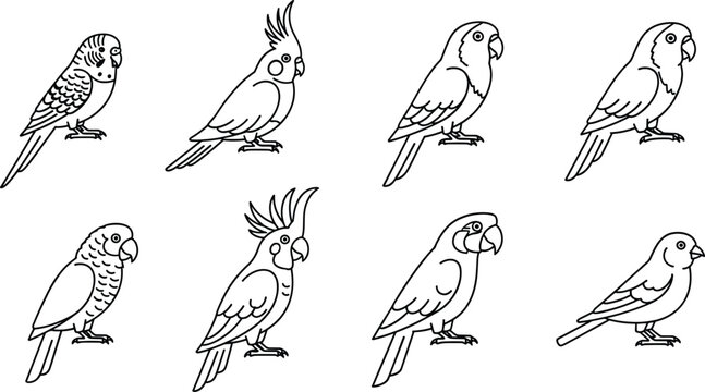 Pet Birds Coloring Page Line Art Set with Budgie Cockatiel Parrot and Finch Outline Icons for Bird Lovers Books and Designs