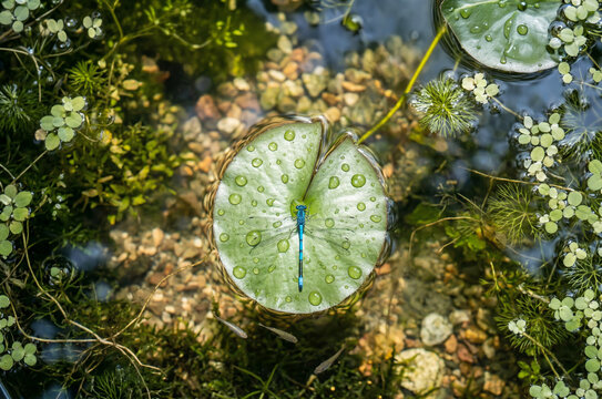 Top-down view of a blue damselfly resting on a water lily leaf with water droplets in a biotope