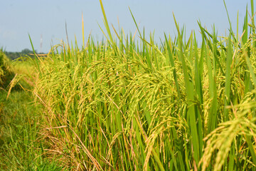 Naklejka premium Golden Rice Field Ready for Harvest in Tropical Agricultural Landscape