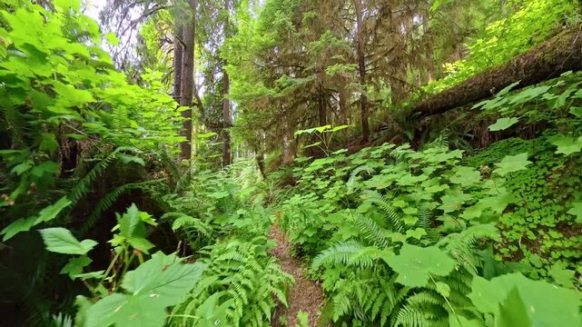 Hiking through Ferns and Mossy Trees in the Bogachiel Rainforest