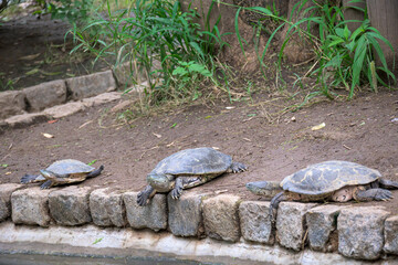 Grupo de tres tortugas de laguna descansando en la orilla de un estanque © Jonathan