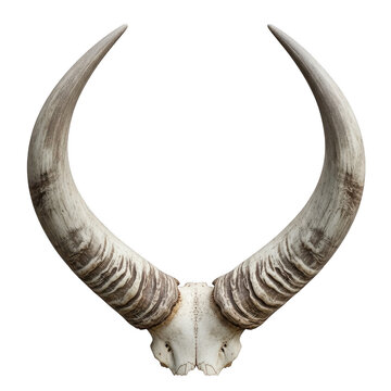 Large ram horns with skull bone fragment isolated on transparent background
