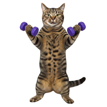 Funny tabby cat lifting purple dumbbells for exercise isolated on transparent background