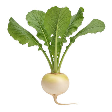 Fresh white turnip vegetable with green leaves isolated on transparent background