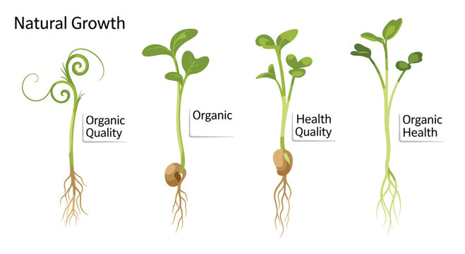 Series of illustrations showing the natural growth process of a plant from a germinating seed to a healthy sprout.