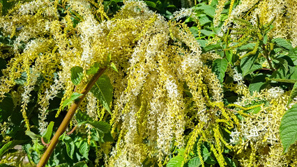 Ornamental plant Bridal Veil in full bloom, displaying its delicate cascades of white flowers - Ledenbergia peruviana © Luis Echeverri Urrea