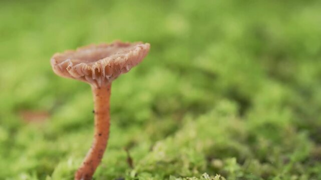 Tokyo, Japan - June 23, 2026: Closeup of Laccaria laccata var. pallidifolia on moss
