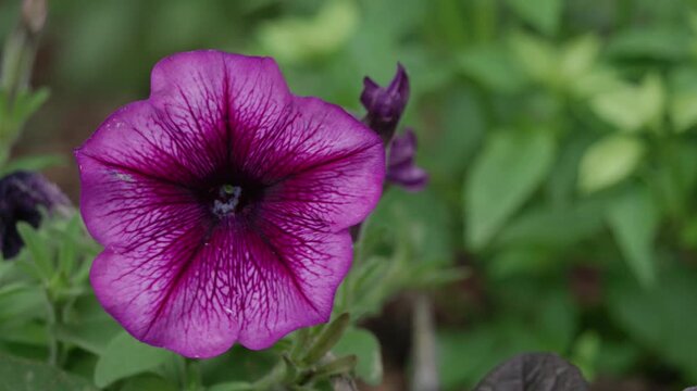 Tokyo, Japan - June 23, 2026:　Closeup of Petunia flower in the night