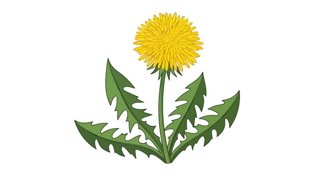 Dandelion flower with green leaves.