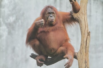 an orangutan is seen sitting on a branch while looking around © Pitokung