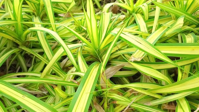 Vibrant yellow and green variegated leaves of Golden Pandanus plant swaying in a garden