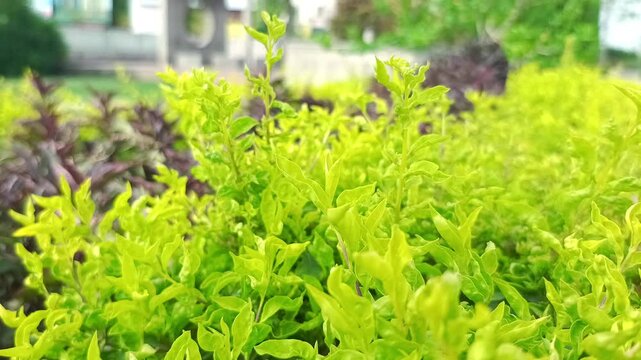 Close up of vibrant golden duranta erecta shrub with bright green leaves in a public park