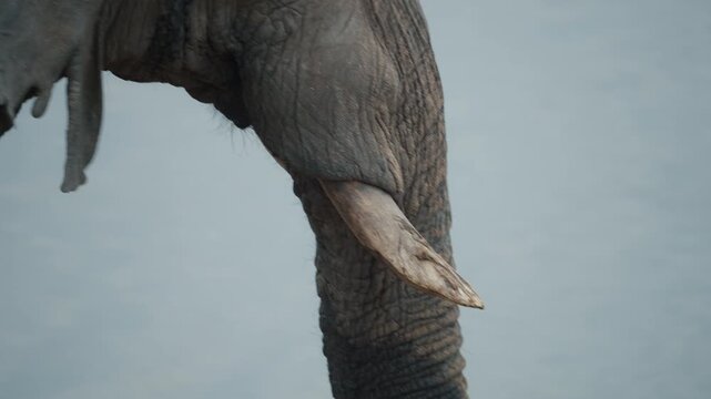Closeup of African elephant face and tusks at waterhole in Hwange National Park