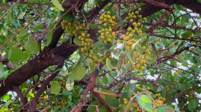 Close up view of Cordia dichotoma branches bearing dense clusters of yellow green ripening fruits surrounded by lush foliage creating a vibrant summer canopy scene